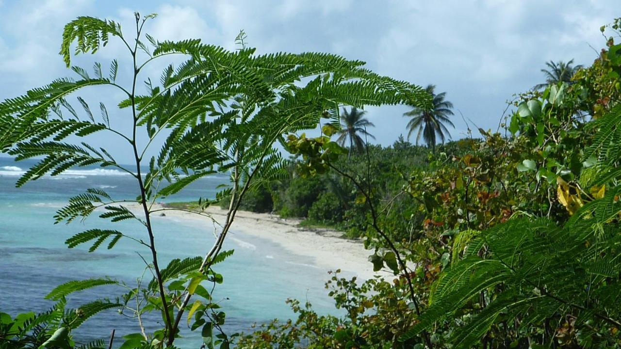 Surf Camp Kokoplaj, A 150M De La Plage Et Du Spot De Surf Sainte-Anne  Eksteriør bilde